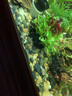 異景園魚(yú)缸造景套餐陰性水榕沉木活體真水草淡水無(wú)土植物增氧趴地矮珍珠 曬單實(shí)拍圖