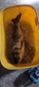 川澤浮釣鰱鳙釣組套裝全套魚(yú)鉤綁好子線成品進(jìn)口伊勢(shì)尼倒刺釣魚(yú)鉤配件 斑點(diǎn)大力馬線大彈簧伊勢(shì)尼鬼牙 11號(hào) 曬單實(shí)拍圖