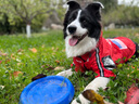 DISC DOG 飛盤狗專用飛盤三星235硬飛盤專業(yè)比賽邊牧訓(xùn)練中級耐咬寵物飛碟玩具 紫色 曬單實(shí)拍圖
