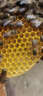 福美养蜂 油菜花粉末蜜蜂饲料蜂粮繁蜂喂蜂代用花粉青海新粉中蜂蜂粮 油菜花粉末1斤 实拍图
