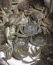 【活蟹】盤錦河蟹盤錦稻田蟹六月黃鮮活大閘蟹螃蟹生鮮禮盒裝 1.2-1.4兩10只送小蟹10只 曬單實(shí)拍圖