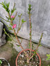 春沭 壽星桃苗重瓣桃花壽心桃盆栽盆景桃樹(shù)苗樹(shù) 帶花苞耐寒植物 4年盆景苗（紅色花） 不帶盆 曬單實(shí)拍圖