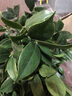 蘇兮花卉盆栽茶花苗南北方種植耐寒植物 茶花樹苗帶花苞當年長開花 金茶花 6年苗花苞爆滿 曬單實拍圖