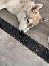 京狼圖騰雙血統(tǒng)賽級哈士奇幼犬中型犬西伯利亞雪橇犬幼犬狗狗活體寵物狗 賽級 2 曬單實拍圖