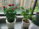 盆栽驅(qū)蚊草 盆栽驅(qū)蚊草苗 室內(nèi)必備花草 夏季盆栽驅(qū)盆栽驅(qū)蚊草室內(nèi)陽臺(tái)清香 香草小苗 曬單實(shí)拍圖