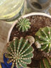 種花迷會(huì )開(kāi)花的仙人球 黑金剛仙人球會(huì )開(kāi)花的仙人掌類(lèi)植物開(kāi)大花群花的 紅花黑金剛自根高4-6直徑3-5cm 曬單實(shí)拍圖