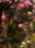 佳能（Canon） 全畫幅中遠(yuǎn)攝大光圈單反定焦鏡頭 佳能EF 135mm f/2L USM  標(biāo)配 曬單實拍圖