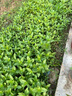 花友秀 矮桿波斯菊花種子 格桑花種籽易活花卉庭院室外野花種子花海打造 曬單實(shí)拍圖