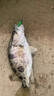 二次元 路亞餌T尾單尾軟餌淡水路亞假餌仿生擬餌鱸魚鱖魚翹嘴魚餌 5.5cm綠背黃腹T尾（20枚/袋） 曬單實(shí)拍圖