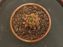 心頭肉多肉植物集合 室內(nèi)桌面綠植花卉苗微型盆景 懶人肉肉盆栽 紅寶石直徑約3-4厘米 曬單實(shí)拍圖