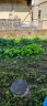 家庭种植蔬菜种子孑籽大全四季播种阳台盆栽农家小菜园有机 上海青种子2包 实拍图