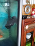 森森 魚(yú)缸造浪吹便泵打浪泵 水族造流泵 底濾魚(yú)缸造浪內置造浪器 JVP-202AB【磁鐵底座+吸盤(pán)底座】 曬單實(shí)拍圖