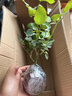 多花薔薇花苗藤本月季大花濃香庭院爬藤植物花卉盆栽陽臺(tái)玫瑰四季 瑞典女王 四季開花 大花 精品大苗1.2-1.3米高當(dāng)年開花 曬單實(shí)拍圖