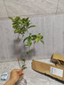 桂花苗 嫁接桂花樹(shù)苗盆栽花卉帶土球庭院陽(yáng)臺室內室外栽植耐寒植物當年開(kāi)花 丹桂 2年苗 曬單實(shí)拍圖
