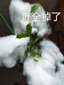 進(jìn)口嫁接蟹爪蘭盆栽花卉多色帶花苞重瓣陽(yáng)臺植物四季開(kāi)花蟹爪蓮苗 嫁接【紅重瓣】當年開(kāi)花+花架 帶盆栽好 曬單實(shí)拍圖