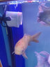 森森超魚(yú)缸沖浪泵強(qiáng)動(dòng)力小型水族箱造浪泵打浪泵磁鐵吹便泵磁吸 45W強(qiáng)動(dòng)力磁鐵款（適合80CM以上魚(yú)缸） 曬單實(shí)拍圖