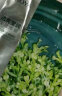 珀莱雅面膜 小球藻面膜补水保湿海藻面膜男女士补水面膜 33片 实拍图