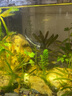 鱘魚(yú)苗淡水養殖大型冷水魚(yú)可食用中華觀(guān)賞魚(yú)缸清潔批發(fā)鱘魚(yú)魚(yú)苗 優(yōu)質(zhì)鱘魚(yú)苗8-10厘米1條 曬單實(shí)拍圖