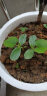 一播大地 香菜籽 芫荽籽 种子蔬菜 阳台菜园种子 盆栽种子 高出芽率 香菜籽原装2包 实拍图