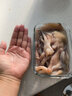 品鮮奕號 新鮮大魷魚 原條冷凍深海烏賊超大鐵板魷魚燒烤火鍋食材海鮮水產(chǎn) 新鮮大魷魚4條 7-8兩/條 曬單實拍圖