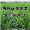 冷落草冬牧70高產(chǎn)牧草種子多年生黑麥草種子豬馬牛羊魚草籽皆喜愛四季 進口黑麥草/斤   (一年生) 曬單實拍圖