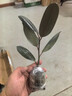 春羽盆栽植物水培如意皇后觀(guān)葉綠植鴨腳木金鉆盆栽竹柏小紅掌 黑金剛1株 曬單實(shí)拍圖