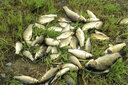奧光 大力馬魚線主線編織線撒網(wǎng)織網(wǎng)海釣路亞pe線大馬力子線 8編（灰色） 1000米 1.5號(hào) 曬單實(shí)拍圖