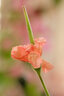 銘匠 銘匠光學(xué)40mm f2.8微距鏡頭ZVE10 XM5 ZE4 XT30 Z30 ZFC Z50II微單鏡頭 黑色(微單手動(dòng)對(duì)焦-單反不適用) 富士FX口(富士系列微單相機(jī)專(zhuān)用) 曬單實(shí)拍圖