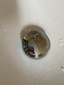吉博力Geberit吉博力百搭臺盆落水套裝水封防臭防蟲可漩存水彎下水器 百搭可漩地排存水彎 曬單實拍圖