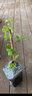 円空鐵線(xiàn)蓮攀援爬藤花苗陽(yáng)臺植物盆栽包對版多花當年開(kāi)花 円空3年苗包對版 不含盆 曬單實(shí)拍圖