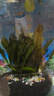 逸樂(lè )寵魚(yú)缸水草活體魚(yú)缸造景懶人水草套餐有莖類(lèi)水榕前中后景水蘭珍珠皇冠真水草水蘭水族箱裝飾小魚(yú)缸造景 闊葉鐵皇冠 曬單實(shí)拍圖