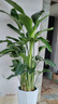 花財主天堂鳥(niǎo)盆栽辦公室大型綠植客廳盆栽家用吸甲醛凈化空氣綠植 6-7天堂鳥(niǎo)1.4-1.5m【圓柱盆】 曬單實(shí)拍圖