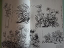 少儿线描局部分解写生系统教程：花卉植物、树木、动物篇 实拍图