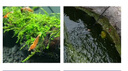 格池（GRECH）室外魚(yú)池過(guò)濾器水循環(huán)凈化系統過(guò)濾桶外置錦鯉池過(guò)濾箱養魚(yú) 2m3魚(yú)池過(guò)濾套餐（桶+泵+管） 曬單實(shí)拍圖