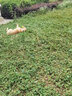 星記狗狗玩具球互動(dòng)帶繩訓(xùn)犬彈力球耐咬磨牙小中大型犬用 泡沫妙想球-黃色 標(biāo)準(zhǔn)號(hào) 曬單實(shí)拍圖