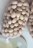 蔬果哆  【新果】江蘇特產(chǎn) 邳州銀杏果 大佛指 白果 500g(一斤) 500g 曬單實(shí)拍圖