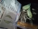 【岫巖館】荷玉情緣 岫玉耳墜 項鏈吊墜 玉佩珠寶 男女士玉石掛件 天然新款 生日禮物情人節(jié)送女友 D 曬單實拍圖