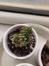 意軒多肉植物多肉24款肉肉植物DIY室內盆栽綠植花卉組合辦公室 白花小松/高2-4cm 不含盆 曬單實(shí)拍圖