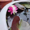 圍墻籬笆植物大葉北海道黃楊苗冬青樹(shù)苗四季常青耐寒庭院綠籬樹(shù)苗 北海道冬青30-40cm高【50顆】 曬單實(shí)拍圖