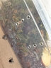 寵物白玉蝸牛活體巨型大蝸牛寵物觀賞學生科學實驗教學小蝸牛套裝 小飼養(yǎng)箱新手套裝[2只蝸牛] 曬單實拍圖