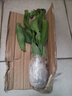 中夢(mèng)曇花苗盆栽植物室內(nèi)陽(yáng)臺(tái)庭院小葉令箭荷花 曇花中苗30-40厘米 曬單實(shí)拍圖