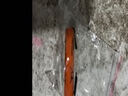 適用飛利浦電動剃須刀PQ222 PQ226 PQ227 PQ228充電電池1.2V電池 單獨(dú)電池 曬單實拍圖