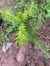 杉樹(shù)苗 刺杉樹(shù)苗 良種速生杉木苗 三代雜交紅心杉樹(shù)苗 香杉樹(shù)苗 良種杉樹(shù)苗5到20厘米高 50棵 曬單實(shí)拍圖