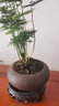歆妍小葉赤楠老樁盆景苗植物花卉微景觀水培辦公室內(nèi)好養(yǎng)四季常青盆栽 小葉赤楠+舍得陶瓷盆+復(fù)古托 帶盆栽好 曬單實(shí)拍圖