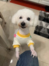 MIKI PAD狗狗衣服小型犬春秋款比熊泰迪雪納瑞貓咪衣服四腳背帶褲可牽引 藍(lán)色口袋背帶褲 XL背長40cm(參考體重11-15斤) 曬單實拍圖