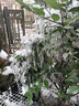 院見燈太陽能花燈庭院燈戶外防水景觀裝飾氛圍別墅花園草坪地插燈 6支裝-太陽能花燈 曬單實(shí)拍圖