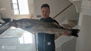 老韓海釣專用餌料海釣鯔魚烏頭餌料海釣磯竿濃腥海釣底窩料海釣面餌料 5.4斤酒肝腥 推薦深場 (5米以上) 曬單實拍圖