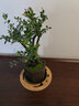 清香胡椒木盆栽植物室內裝飾庭院盆景桌面四季好養(yǎng)老樁S造型綠植 老樁造型胡椒木_帶紫砂盤 帶盆栽好 曬單實拍圖