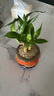 幼薇富貴竹室內(nèi)植物節(jié)節(jié)高桌面綠植帶根好養(yǎng)步步高花卉文昌竹客廳盆栽 富貴竹叢林+橘黃南瓜陶瓷盆+圓形底盤 帶盆栽好 曬單實拍圖