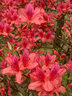 壹植雙季映山紅樹(shù)苗當年開(kāi)花毛杜鵑花苗南方北方種植抗寒抗凍映山紅苗 【映山紅】3年苗 買(mǎi)二送一 不含盆 曬單實(shí)拍圖